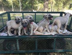 foundation black mouth cur